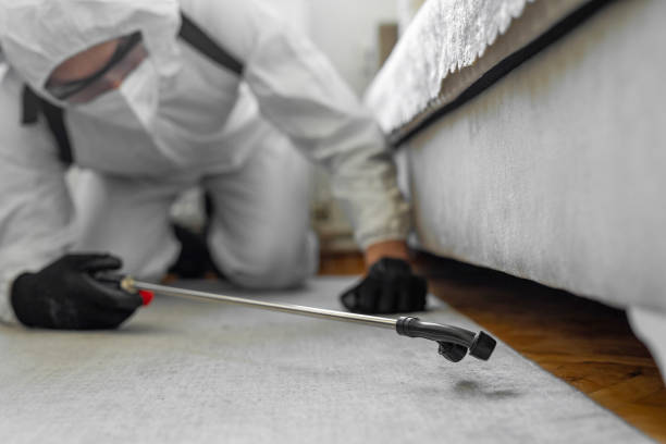 Professional Ant Control technician working in Bloomington, TX
